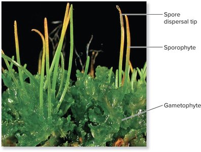 Bryophyte reproduction and life cycle