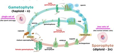 Alternation of generations in land plants
