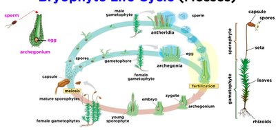 Bryophyte life cycle diagram