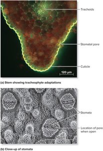 Stem showing tracheophyte adaptations and close-up of stomata