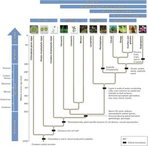 Plant phylogeny and major evolutionary innovations