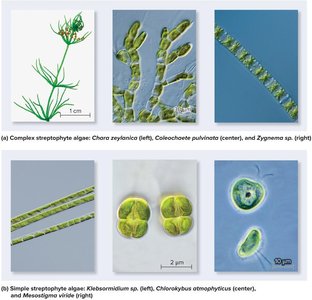 Complex and simple streptophyte algae
