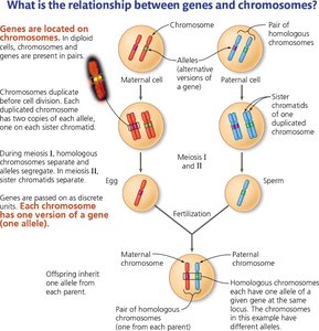 Diagram showing the relationship between genes and chromosomes, meiosis, and fertilization
