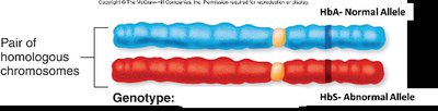 Pair of homologous chromosomes showing HbA and HbS alleles