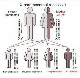 X-linked recessive inheritance pedigree