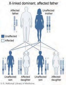 X-linked dominant inheritance, affected father