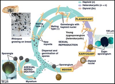 Ascomycetes mini-tree