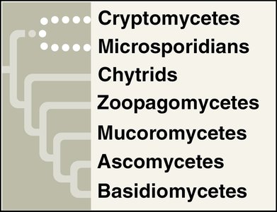 Variation in lichen growth forms