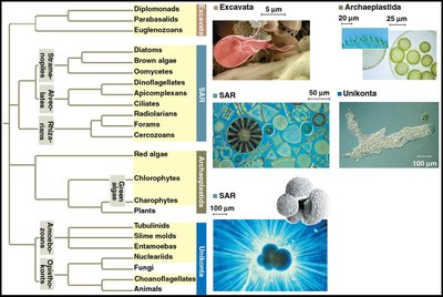 Eukaryotic supergroups and representative protists and fungi
