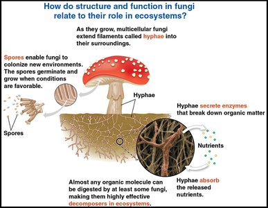 Structure and function of fungi in ecosystems
