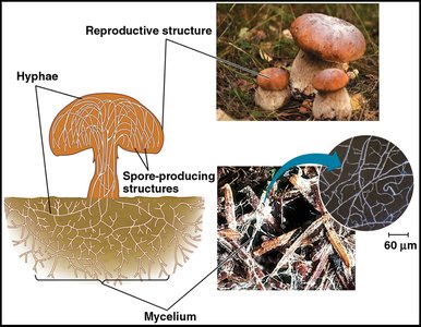 Fungal structure: hyphae, mycelium, and reproductive structures