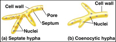 Septate and coenocytic hyphae