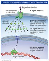 Processing Lipid-Insoluble Signals