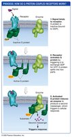G-Protein-Coupled Receptors Trigger Second Messenger Production