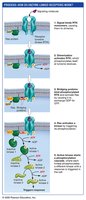 Enzyme-Linked Receptors Trigger Phosphorylation Cascade