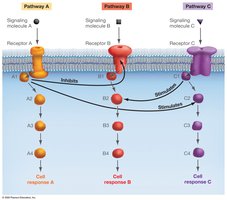 Signaling Pathways Interact via Crosstalk