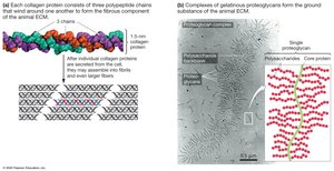 Extracellular Matrix of Animals