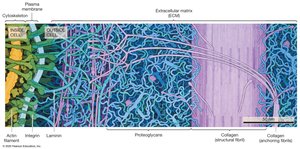 Integrins Connect Cytoskeleton to ECM