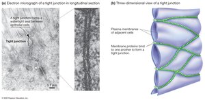 Tight Junctions Form a Seal between Adjacent Cells