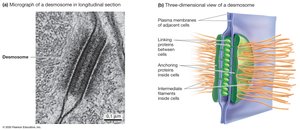 Desmosomes Bind Cytoskeletons Together