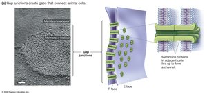 Gap Junctions Connect Animal Cells
