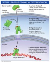 Processing Lipid-Soluble Signals