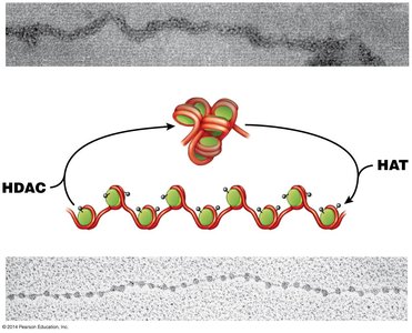 Chromatin changes and epigenetics