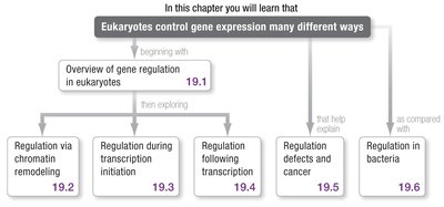 Chapter roadmap for eukaryotic gene regulation