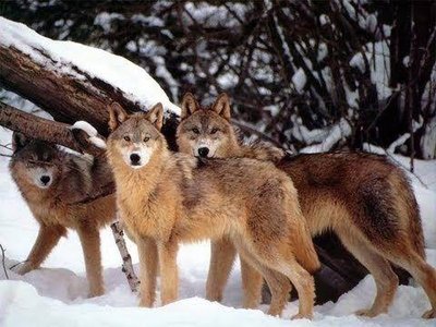 Wolves as an example of population regulation by predation