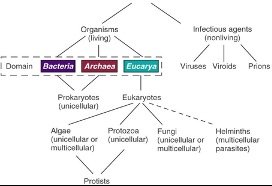 Three-domain classification of life