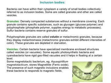 Inclusion bodies description and magnetotactic bacterium