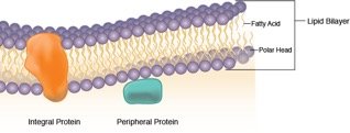 Fluid mosaic model of membrane