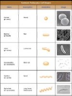 Common prokaryotic cell shapes