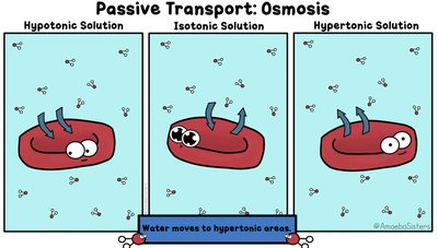 Osmosis: hypotonic, isotonic, hypertonic