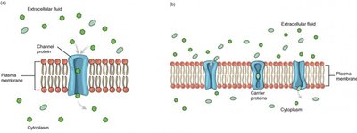 Facilitated diffusion