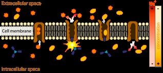 Active transport across membrane