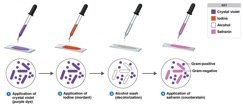 Gram stain procedure