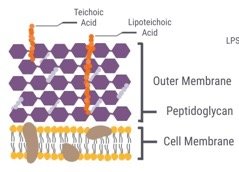 Gram positive cell wall structure