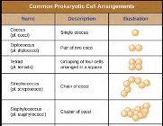 Common prokaryotic cell arrangements