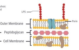 Gram negative cell wall structure