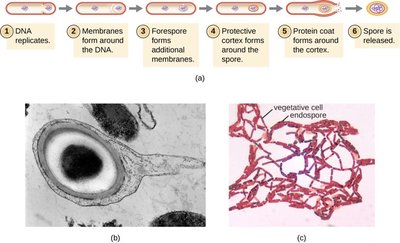 Endospore staining technique