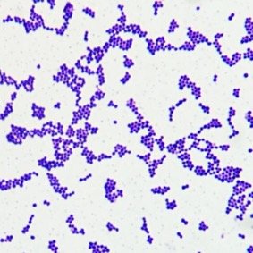 Staphylococcus arrangement