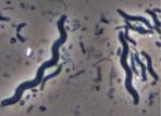 Spirillum morphology