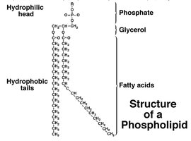 Structure of a phospholipid