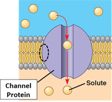 Channel protein in a membrane