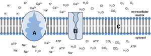 Membrane with sodium-potassium pump, calcium channel, and region without proteins