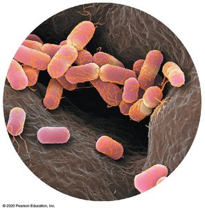 E. coli bacteria