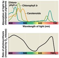 Absorption and action spectra for photosynthetic pigments