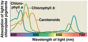 Absorption spectra for chlorophyll a, chlorophyll b, and carotenoids
