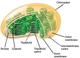 Overview of light reactions and Calvin cycle in the chloroplast